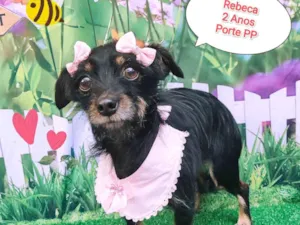 Cachorro raça  idade 2 anos nome Rebeca 