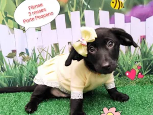 Cachorro raça SRD-ViraLata idade 2 a 6 meses nome Mona 