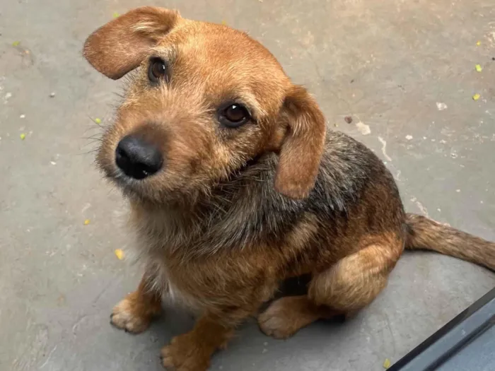 Cachorro ra a SRD-ViraLata idade 7 a 11 meses nome Judy
