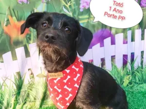 Cachorro raça  idade 1 ano nome Totó