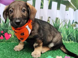 Cachorro raça  idade 2 a 6 meses nome Enrico
