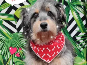 Cachorro raça  idade 5 anos nome Rufous 
