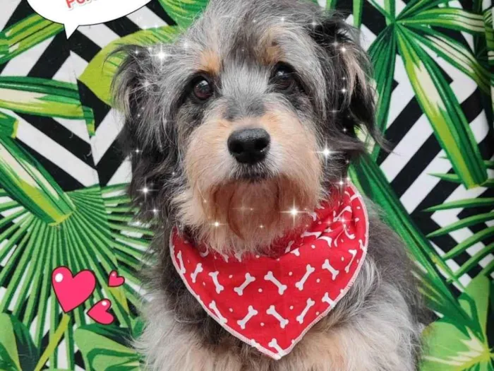 Cachorro ra a  idade 5 anos nome Rufous 