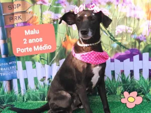 Cachorro raça  idade 2 anos nome Malu