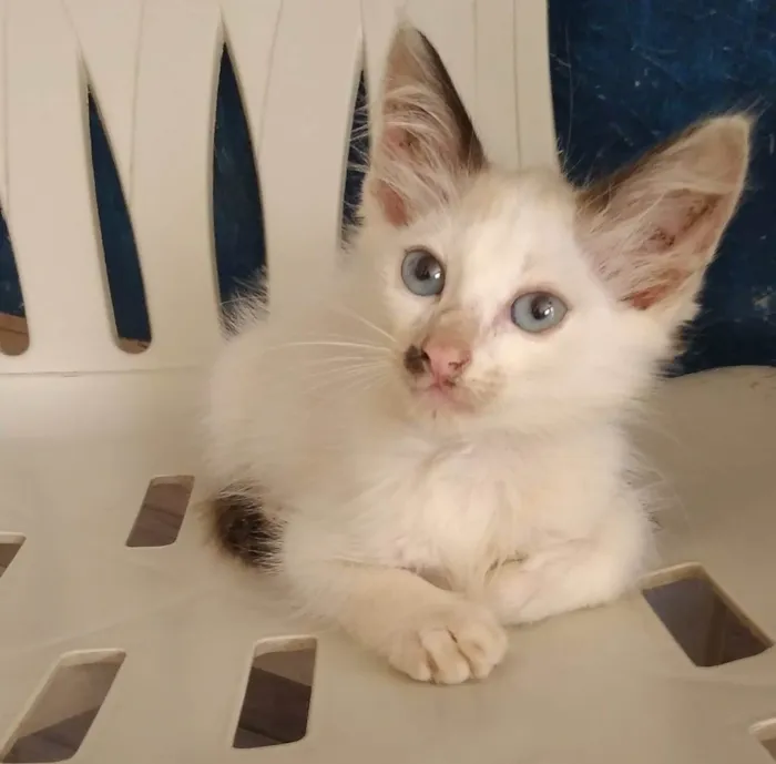 Gato ra a  idade 2 a 6 meses nome Sem nome