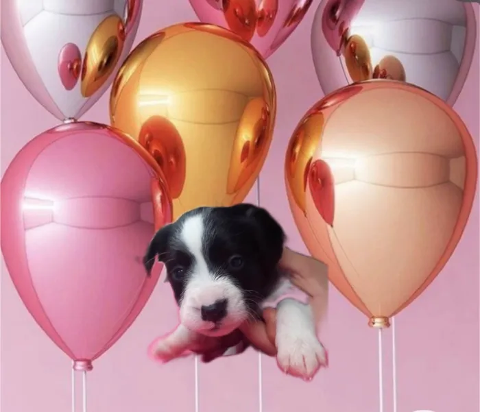 Cachorro ra a SRD-ViraLata idade Abaixo de 2 meses nome Valentina bb50dias porte Pequeno 