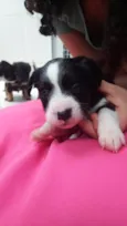 Valentina bb50dias porte Pequeno