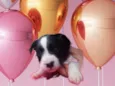 Valentina bb50dias porte Pequeno