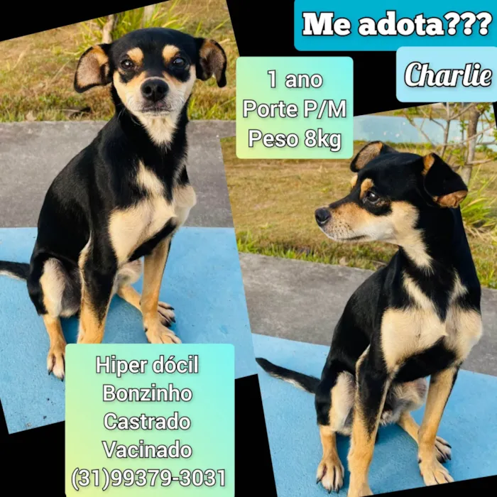 Cachorro ra a SRD-ViraLata idade 1 ano nome Charlie 