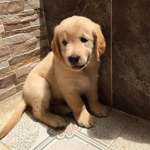 Cachorro ra a Golden Retriver idade 2 a 6 meses nome petisco