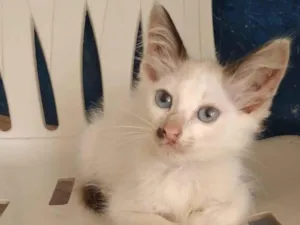 Gato raça  idade 2 a 6 meses nome Sem nome