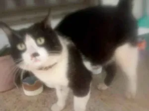 Gato raça SRD-ViraLata idade 1 ano nome perdido