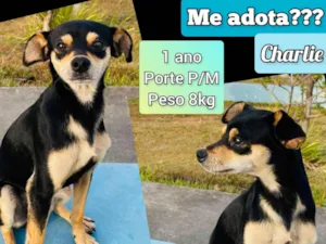 Cachorro raça SRD-ViraLata idade 1 ano nome Charlie 