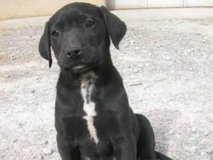 Cachorro raça SRD-ViraLata idade 2 a 6 meses nome coragem