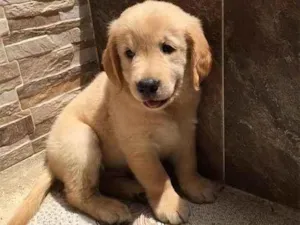 Cachorro raça Golden Retriver idade 2 a 6 meses nome petisco