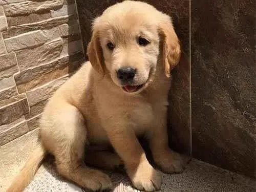 Cachorro ra a Golden Retriver idade 2 a 6 meses nome petisco