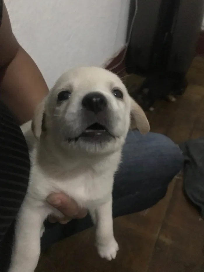 Cachorro ra a SRD-ViraLata idade 2 a 6 meses nome Thais