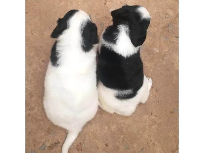 Cachorro ra a SRD-ViraLata idade Abaixo de 2 meses nome N tem Nome