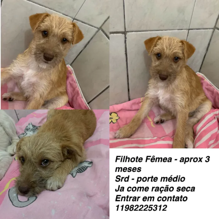 Cachorro ra a SRD-ViraLata idade 2 a 6 meses nome Isabela 