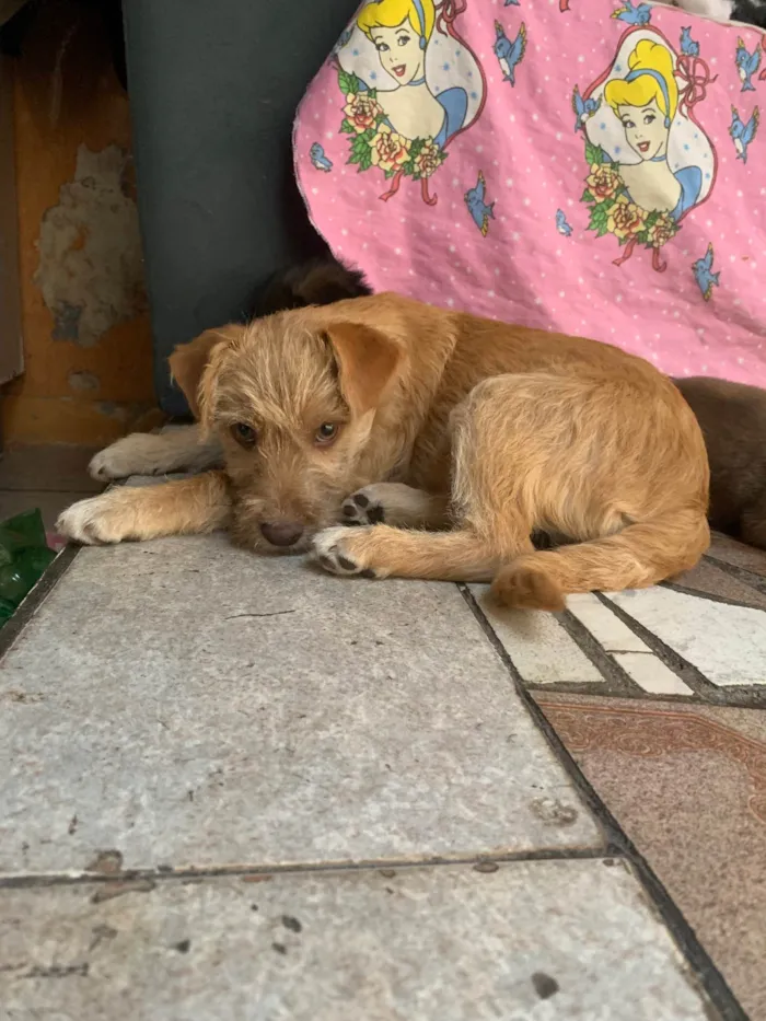 Cachorro ra a SRD-ViraLata idade 2 a 6 meses nome Isabela 