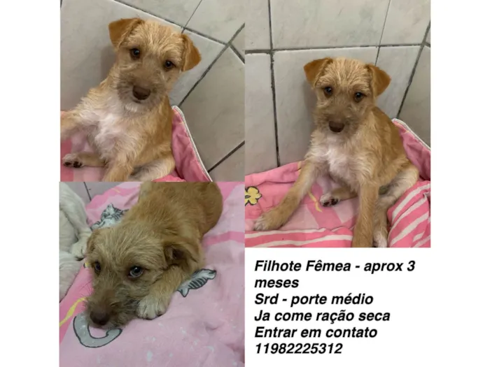 Cachorro ra a SRD-ViraLata idade 2 a 6 meses nome Isabela 