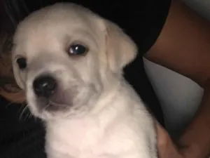 Cachorro raça SRD-ViraLata idade 2 a 6 meses nome Thais