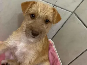 Cachorro raça SRD-ViraLata idade 2 a 6 meses nome Isabela 