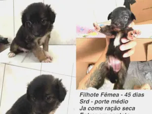 Cachorro raça SRD-ViraLata idade 2 a 6 meses nome Docinho