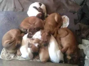Cachorro raça Indefinida idade 2 a 6 meses nome Sem nome