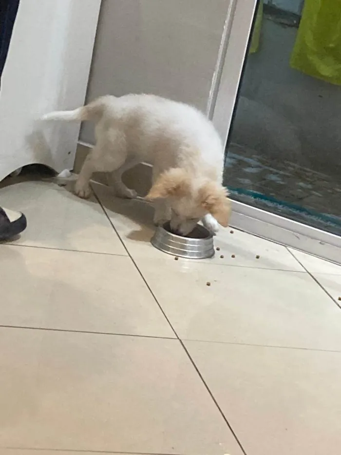 Cachorro ra a Srd  idade 2 a 6 meses nome Harry