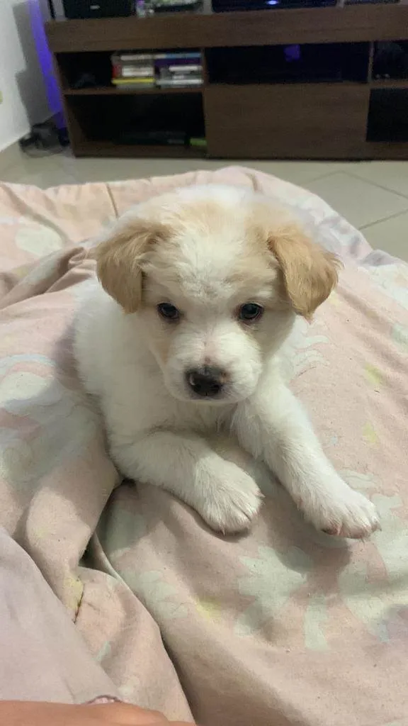 Cachorro ra a Srd  idade 2 a 6 meses nome Harry