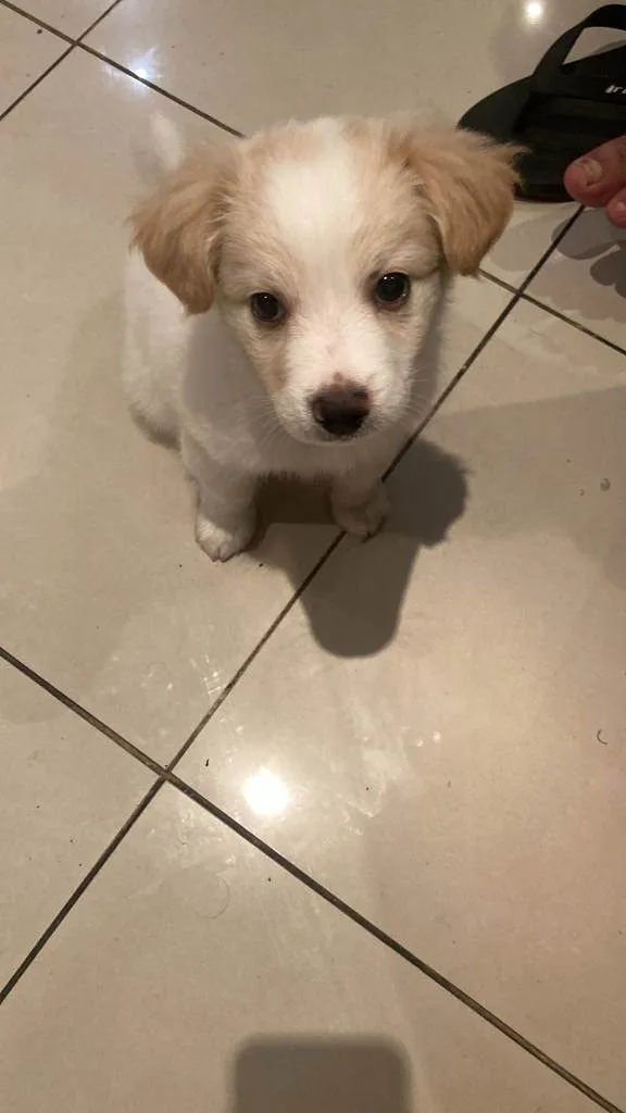 Cachorro ra a Srd  idade 2 a 6 meses nome Harry