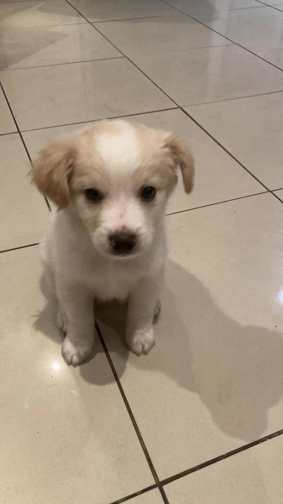 Cachorro ra a Srd  idade 2 a 6 meses nome Harry