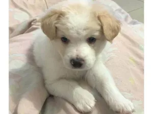 Cachorro raça Srd  idade 2 a 6 meses nome Harry