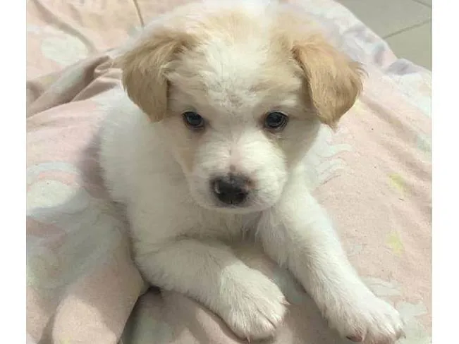 Cachorro ra a Srd  idade 2 a 6 meses nome Harry