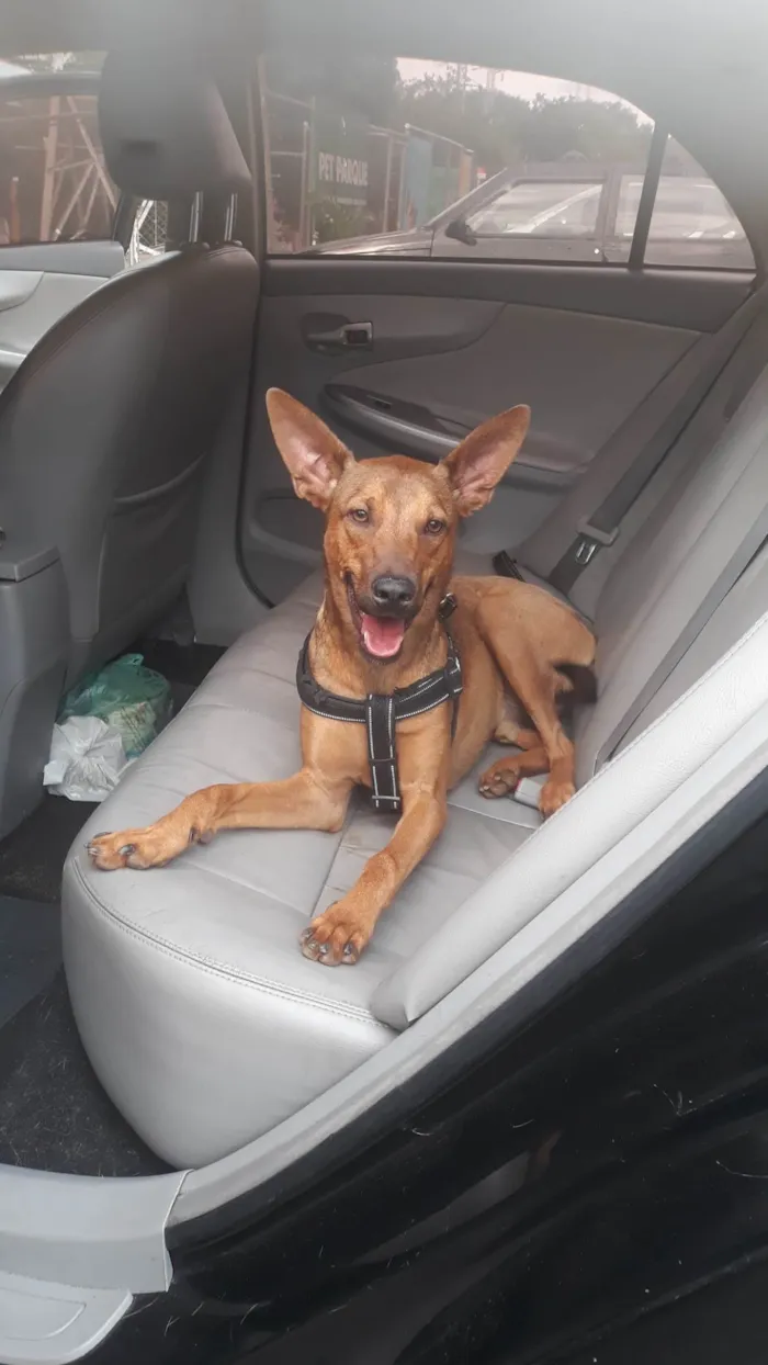 Cachorro ra a SRD idade 7 a 11 meses nome Paçoca 