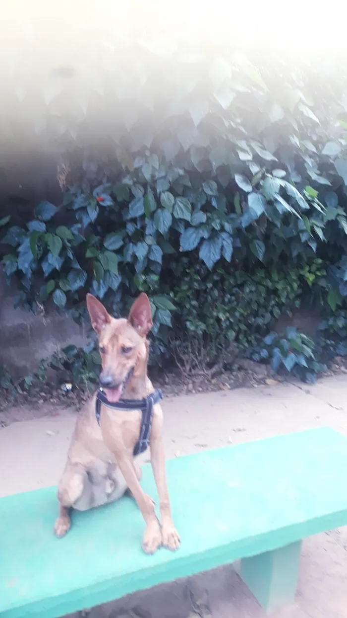 Cachorro ra a SRD idade 7 a 11 meses nome Paçoca 