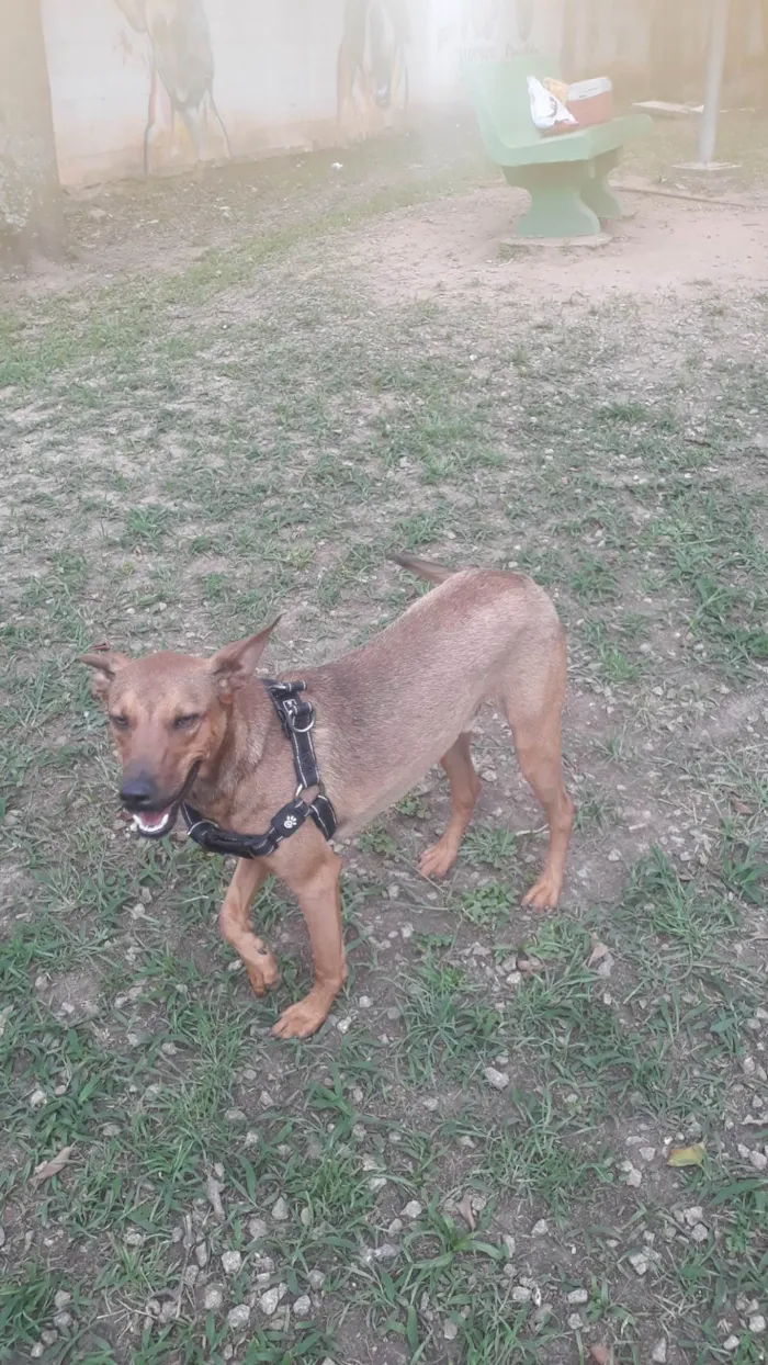 Cachorro ra a SRD idade 7 a 11 meses nome Paçoca 