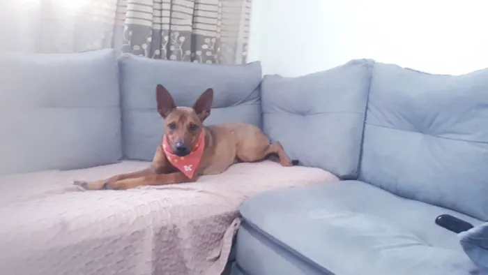 Cachorro ra a SRD idade 7 a 11 meses nome Paçoca 