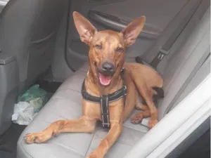 Cachorro raça SRD idade 7 a 11 meses nome Paçoca 