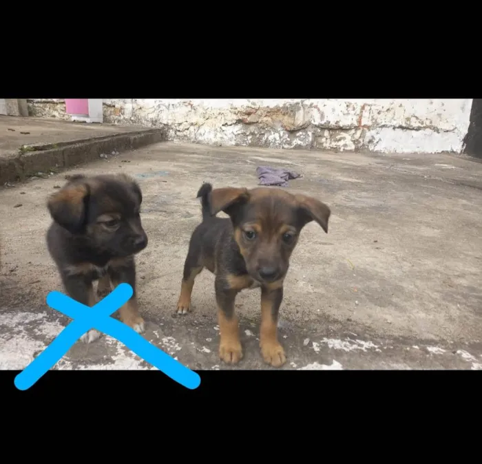 Cachorro ra a  idade 2 a 6 meses nome Ralf 