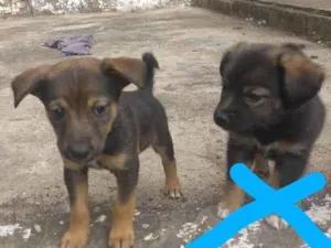 Cachorro raça  idade 2 a 6 meses nome Ralf 