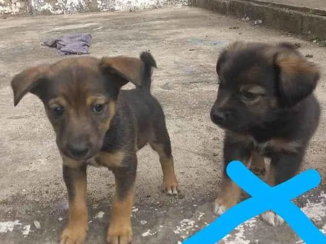 Cachorro ra a  idade 2 a 6 meses nome Ralf 