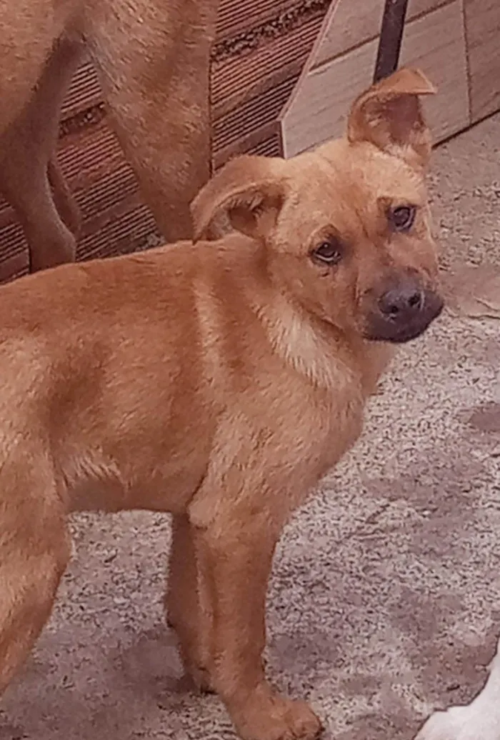 Cachorro ra a Chow-chow com vira lata  idade 2 a 6 meses nome Simba