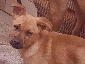 Cachorro raça Chow-chow com vira lata  idade 2 a 6 meses nome Simba