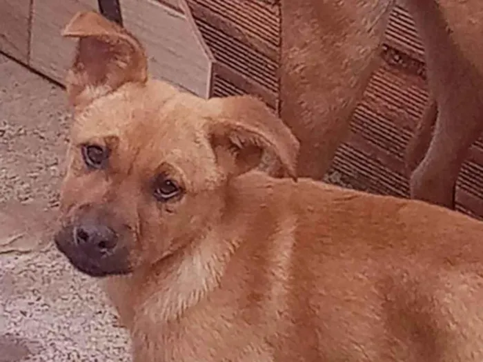 Cachorro ra a Chow-chow com vira lata  idade 2 a 6 meses nome Simba