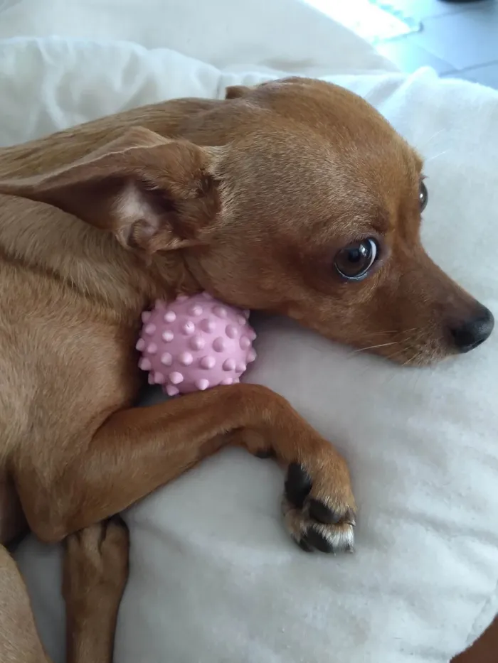 Cachorro ra a Pinscher  idade 5 anos nome Anita