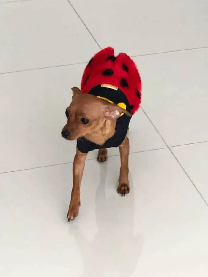 Cachorro ra a Pinscher  idade 5 anos nome Anita
