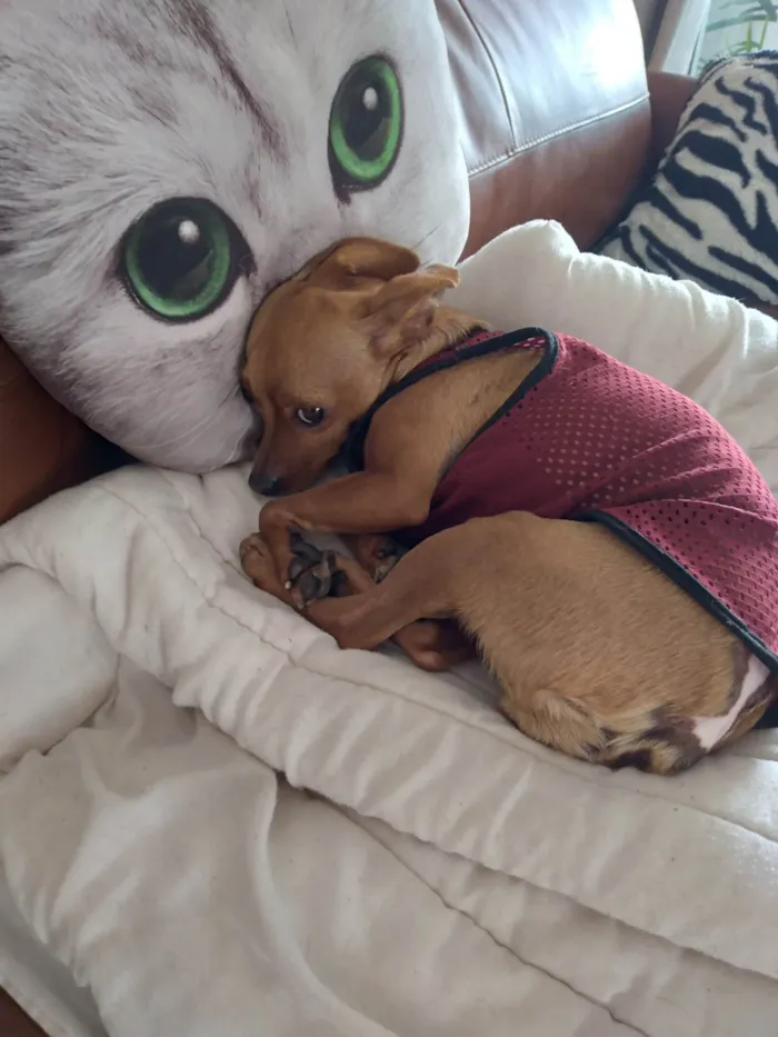 Cachorro ra a Pinscher  idade 5 anos nome Anita
