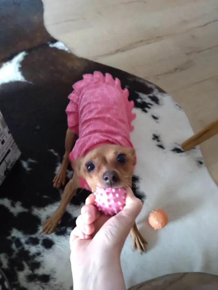Cachorro ra a Pinscher  idade 5 anos nome Anita